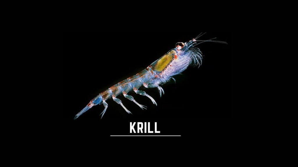 what is krill