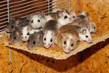 light weight mice 100 gram