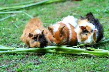 Small Guinea Pig