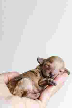 Tiny Little Newborn Puppies