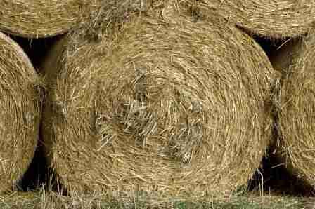 A Small Bale of Hay that weigh about 50 lb