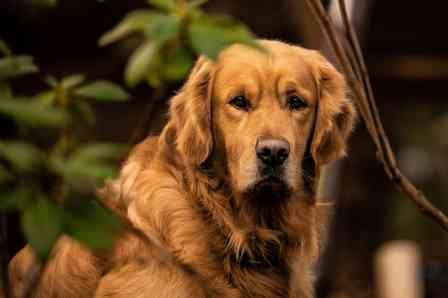 Adult Golden Retriever Weight (30kg)