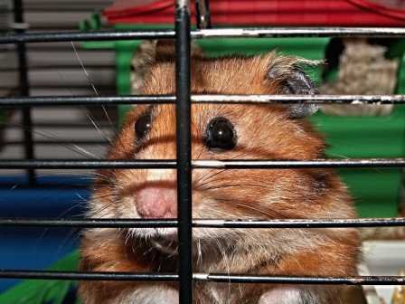Syrian Hamster representing a 10-ounce weight.