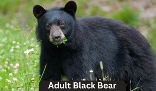 Adult Black Bear that weigh around 300 lbs