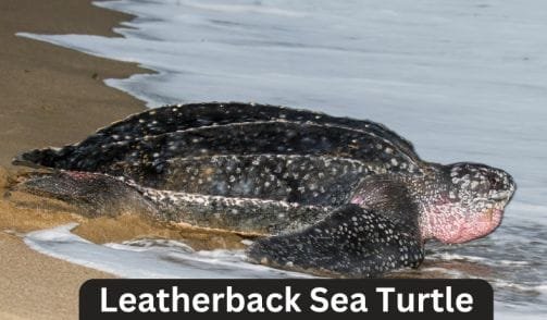 Leatherback Sea Turtle that weigh around 300 lbs