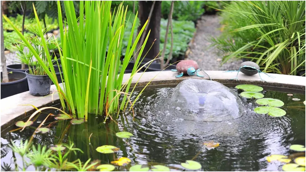 Everything You Need to Know About Pond Filtration System