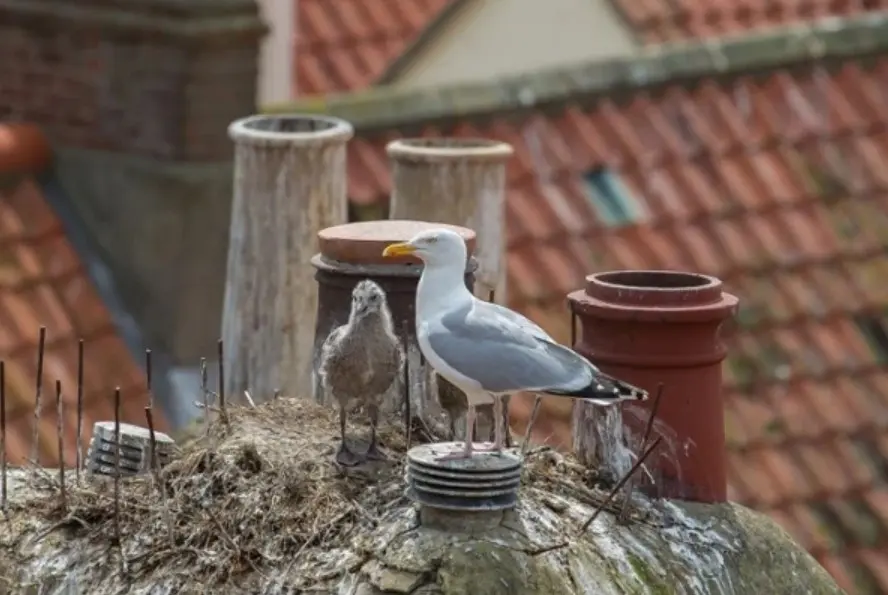 Preventing Bird Infestations Practical Tips for Homes and Businesses