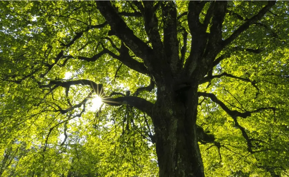 Simple Ways to Keep Your Trees Healthy All Year Round
