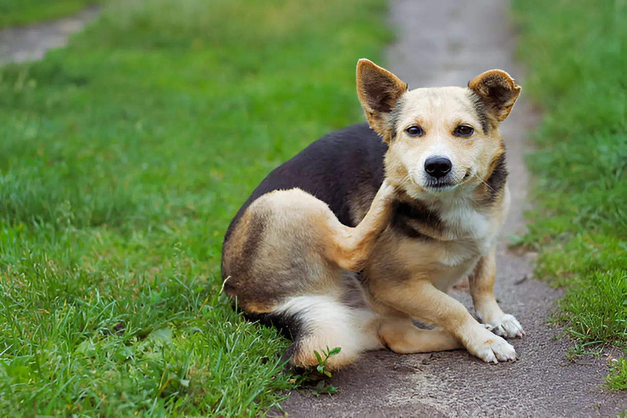 How Hemp-Based Care May Help Dogs with Itchy Skin