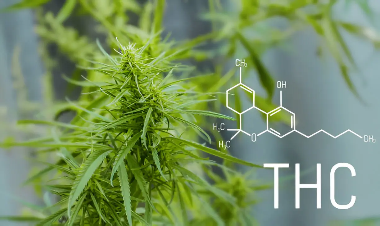 THC vs. CBD A Beginner’s Guide to Understanding Cannabis Compounds