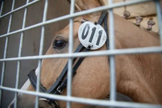 Comparing Weights in Horse Racing: Handicap Theory Explained