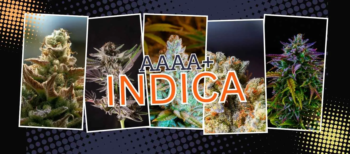 Top 5 Best AAAA+ Indica Strains for Weed Delivery in North York (2025 Update)