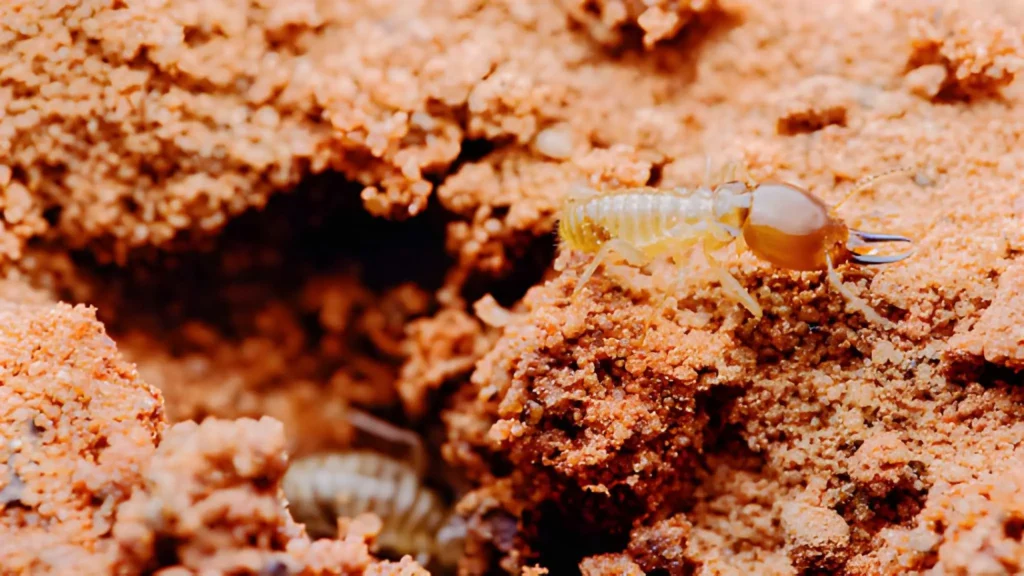 What Is a Termite Bond, and Do You Need One