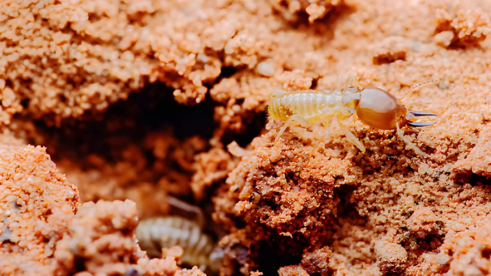 What Is a Termite Bond, and Do You Need One