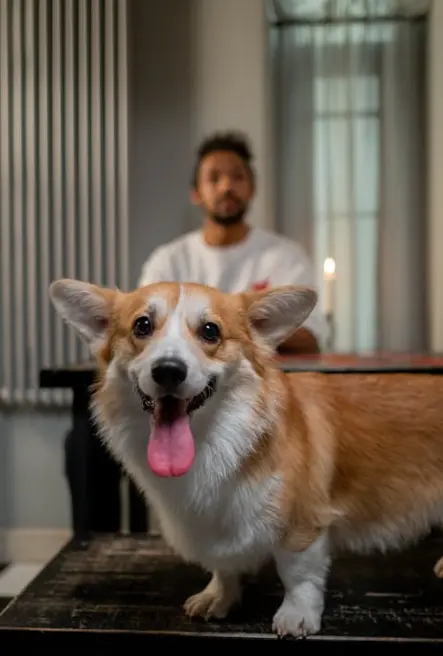 Key to Ensuring Your Pet Stays Healthy During Travel